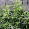 Kyle’s Skywalker OG Seeds