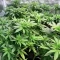 Kyle’s Sweet Island Seeds