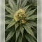 Graines de cannabis Northern Light (RQS)