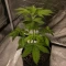 Purple Queen Seeds (Royal Queen Seeds)