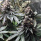 Runtz Muffin Feminized Seeds (Barney’s Farm)