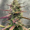 Semi Femminizzati Strawberry Pie Auto (Fast Buds)
