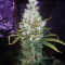 Graines de cannabis Three Blue Kings (Humboldt Seeds Organization)