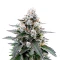 Semillas Feminizadas Trainwreck Auto (Barney's Farm)