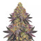 Semillas feminizadas Watermelon Z (Barney’s Farm)