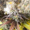 Zkittlez Fast Version (Herbies Seeds)