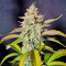 Gelato Auto Feminized Seeds (Herbies Seeds USA)