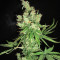 Lemon OG Kush Seeds