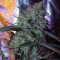 Purple Paralysis Seeds
