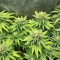 Semi Femminizzati Big Bud Auto (Herbies Seeds)