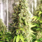 Claustrum (Positronics Seeds)