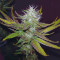 Eleven Roses Seeds (Delicious Seeds)