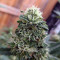 Gorilla (GG#4 Original Glue) feminized seeds