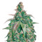 Kali China Breeders Pack semi femminizzati