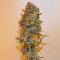 Graines de cannabis King Kong Auto (Dr Underground)
