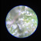 Graines de cannabis Krippleberry Auto (Dr. Krippling Seeds)