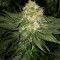 Kritikal Bilbo Auto feminized seeds