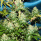 Nepal Jam feminized seeds