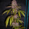Pakistan Chitral Kush (CannaBioGen)