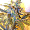 Panama D.C. Regular (CannaBioGen)