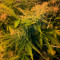 Semillas feminizadas Pineapple Express (G13 Labs)