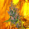Tikal Seeds - Cannabis Strain Seeds for Sale