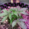 Tyrone Special Auto (Mephisto Genetics)