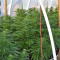 Zamaldelica regular (Ace Seeds)