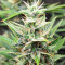 Sementes da Bruce Banner #3 Auto (Herbies Seeds)