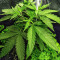 Critical Sour Seeds