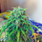 Exodus Cheese Autoflowering feminized seeds