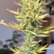 Buy Wedding Cake Auto feminized seeds by Barney's Farm