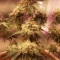 Gorilla Cookies Seeds
