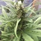 Semi di cannabis fem Gelato Auto in vendita