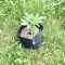 Semi di cannabis fem Gelato Auto in vendita