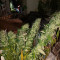 Comprar Grandaddy Purple (GDP) no Brasil