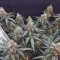 Runtz Gum Seeds - Cannabis Strain Seeds for Sale