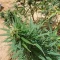 CBD Lemon Seeds from Herbies Seeds - Cannabis Strain Seeds for Sale
