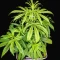 Achetez des graines féminisées Purple Juice Auto par Herbies Seeds