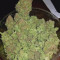 Vente de graines de cannabis Auto Glueberry O.G. (Dutch Passion)