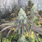 Liberty Haze Seeds - Cannabis Strain Seeds for Sale