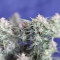 Cream Cookies Seeds - Cannabis Strain Seeds for Sale