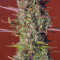 Strawberry Pie Seeds - Cannabis Strain Seeds for Sale