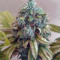 Acquista semi femminizzati Sour Ripper di Ripper Seeds
