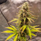 BCN Critical XXL Autoflower Cannabis-Samen Kaufen
