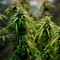 Super Skunk Seeds (Seedstockers) - Cannabis Strain Seeds for Sale