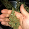 Solomatic Auto CBD Seeds - Cannabis Strain Seeds for Sale