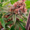 Acquista semi femminizzati Pink Kush di Barney's Farm