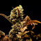 Achetez des graines féminisées Gelato #45 par Barney's Farm