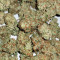Glue Gelato Seeds - Cannabis Strain Seeds for Sale